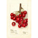 Reprodukcja obrazu Prunus avium Lambert - Deborah Griscom Passmore