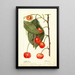 Prunus avium Rupp - Deborah Griscom Passmore — oprawiony obraz na ścianie