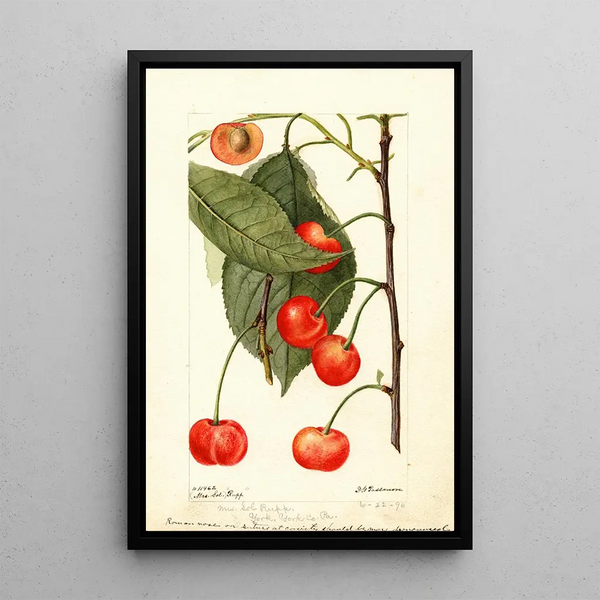 Prunus avium Rupp - Deborah Griscom Passmore — oprawiony obraz na ścianie