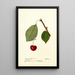 Reprodukcja obrazu Prunus avium Schmidt Bigarreau - Deborah Griscom Passmore