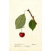 Reprodukcja obrazu Prunus avium Schmidt Bigarreau - Deborah Griscom Passmore