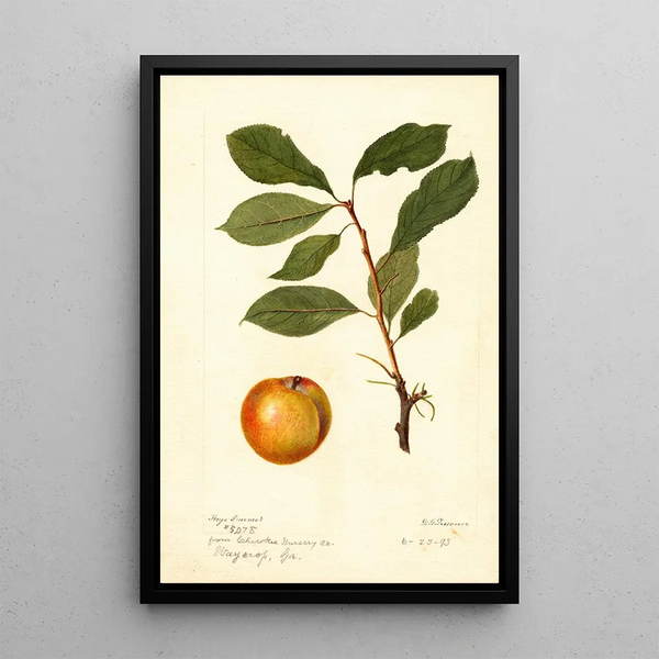 Reprodukcja obrazu Prunus domestica - Deborah Griscom Passmore