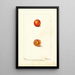 Prunus domestica Eagle - Deborah Griscom Passmore — oprawiony obraz na ścianie