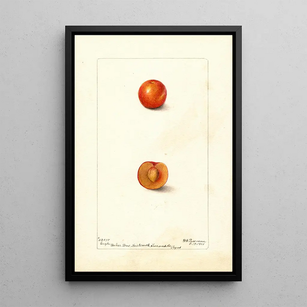 Prunus domestica Eagle - Deborah Griscom Passmore — oprawiony obraz na ścianie