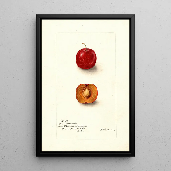 Reprodukcja obrazu Prunus domestica Forewattamie - Deborah Griscom Passmore