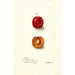 Reprodukcja obrazu Prunus domestica Forewattamie - Deborah Griscom Passmore