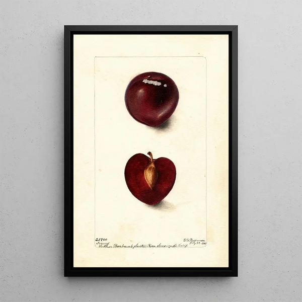 Reprodukcja obrazu Prunus domestica Fraud - Deborah Griscom Passmore