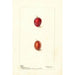 Prunus domestica Heaton - Deborah Griscom Passmore — widok dzieła