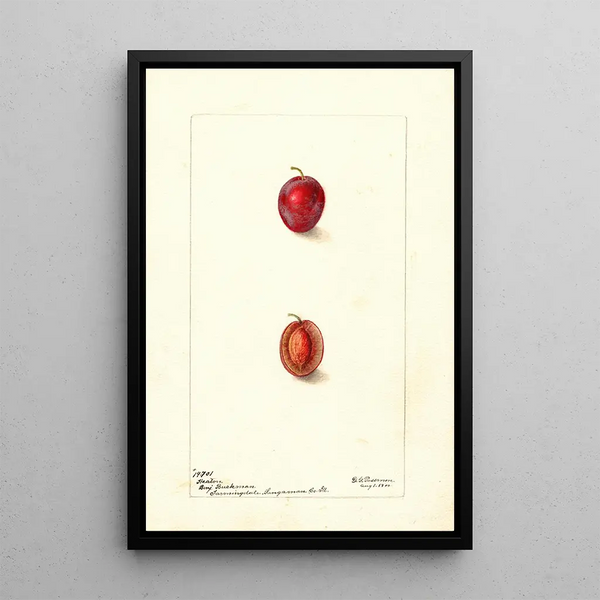 Prunus domestica Heaton - Deborah Griscom Passmore — oprawiony obraz na ścianie