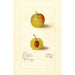 Prunus domestica McLaughlin - Deborah Griscom Passmore — widok dzieła