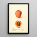 Reprodukcja obrazu Prunus domestica Montgamet - Deborah Griscom Passmore