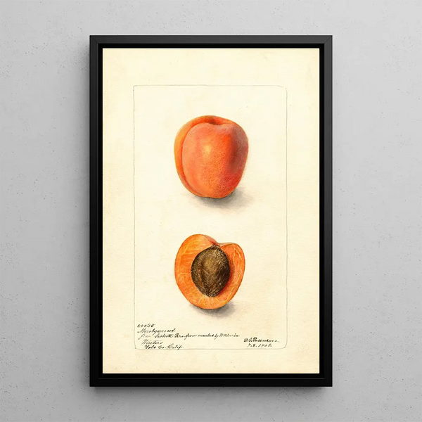 Reprodukcja obrazu Prunus domestica Montgamet - Deborah Griscom Passmore