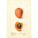 Reprodukcja obrazu Prunus domestica Montgamet - Deborah Griscom Passmore