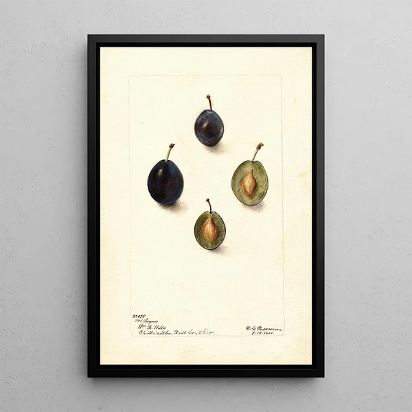 Prunus domestica Mt - Deborah Griscom Passmore — oprawiony obraz na ścianie