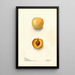 Reprodukcja obrazu Prunus domestica Normand - Deborah Griscom Passmore