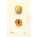 Reprodukcja obrazu Prunus domestica Normand - Deborah Griscom Passmore