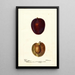 Reprodukcja obrazu Prunus domestica Pacific Prune - Deborah Griscom Passmore