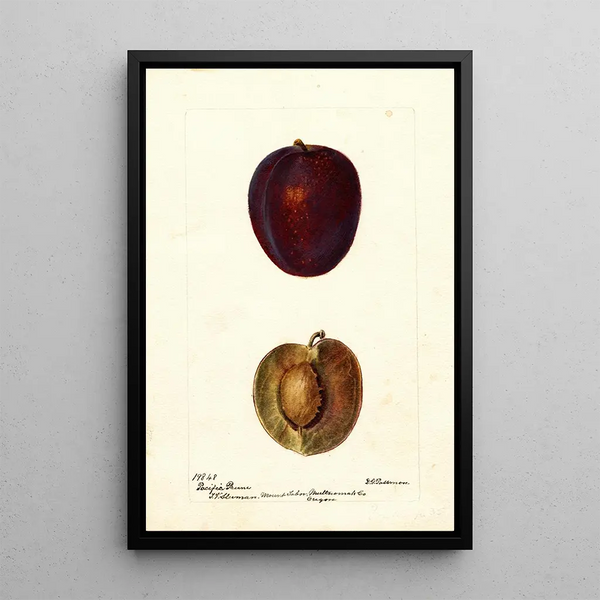 Reprodukcja obrazu Prunus domestica Pacific Prune - Deborah Griscom Passmore