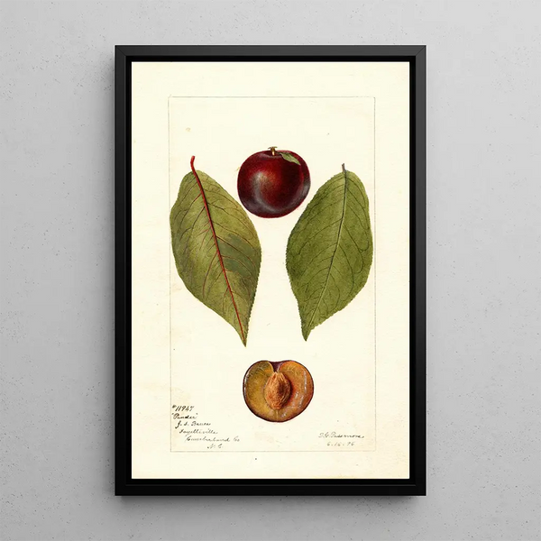 Reprodukcja obrazu Prunus domestica Pander - Deborah Griscom Passmore