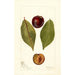 Reprodukcja obrazu Prunus domestica Pander - Deborah Griscom Passmore