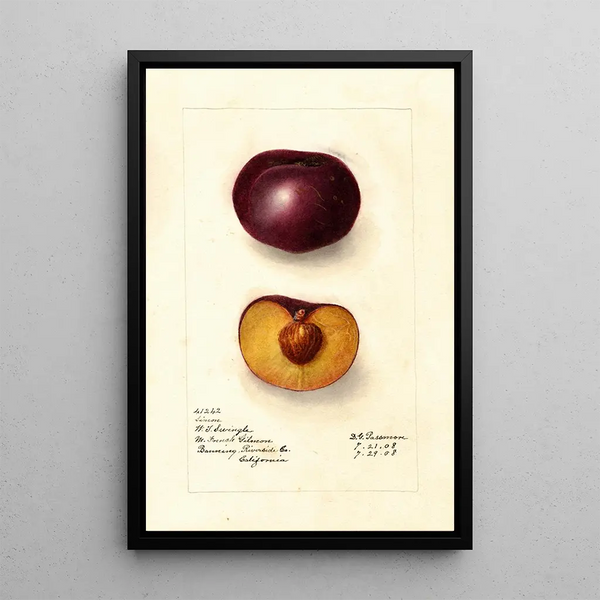 Prunus domestica Simon - Deborah Griscom Passmore — oprawiony obraz na ścianie