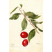 Prunus domestica Sophie - Deborah Griscom Passmore — widok dzieła