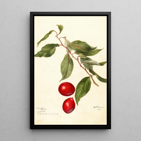 Prunus domestica Sophie - Deborah Griscom Passmore — oprawiony obraz na ścianie