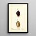 Reprodukcja obrazu Prunus domestica Splendor - Deborah Griscom Passmore