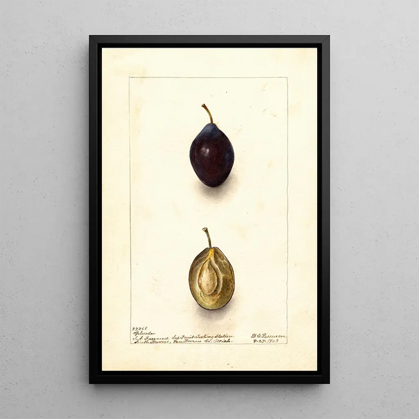 Reprodukcja obrazu Prunus domestica Splendor - Deborah Griscom Passmore