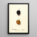 Prunus domestica Thanksgiving Prune - Deborah Griscom Passmore — oprawiony obraz na ścianie