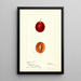 Reprodukcja obrazu Prunus domestica Truro - Deborah Griscom Passmore