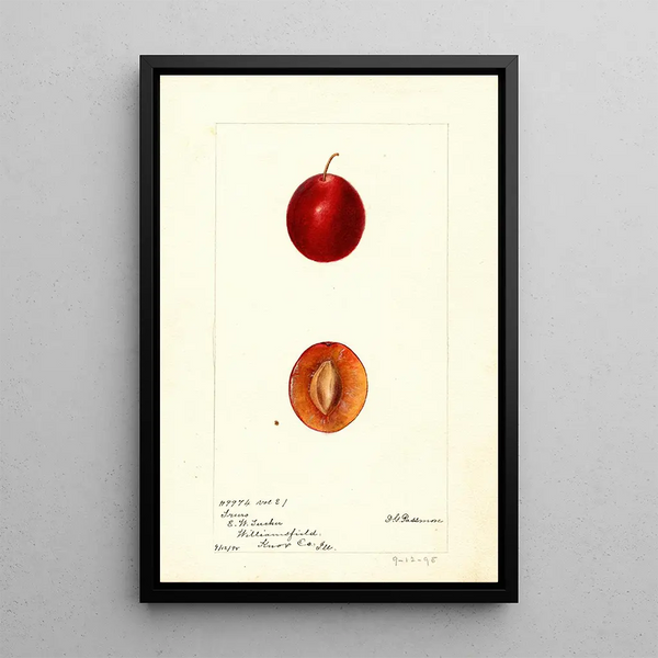 Reprodukcja obrazu Prunus domestica Truro - Deborah Griscom Passmore