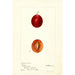 Reprodukcja obrazu Prunus domestica Truro - Deborah Griscom Passmore
