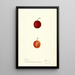 Reprodukcja obrazu Prunus domestica Warren - Deborah Griscom Passmore