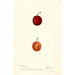 Reprodukcja obrazu Prunus domestica Warren - Deborah Griscom Passmore