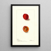 Reprodukcja obrazu Prunus domestica Wyant - Deborah Griscom Passmore