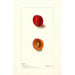 Reprodukcja obrazu Prunus domestica Wyant - Deborah Griscom Passmore