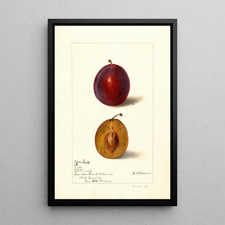 Deborah Griscom Passmore - Prunus domestica Yamhill.webp