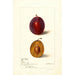 Reprodukcja obrazu Prunus domestica Yamhill - Deborah Griscom Passmore