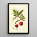 Reprodukcja obrazu Prunus domestica Yosobe - Deborah Griscom Passmore