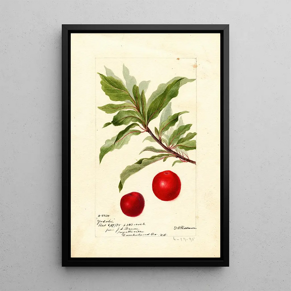 Reprodukcja obrazu Prunus domestica Yosobe - Deborah Griscom Passmore
