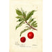 Reprodukcja obrazu Prunus domestica Yosobe - Deborah Griscom Passmore