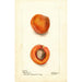 Prunus mume Blenheim - Deborah Griscom Passmore — widok dzieła