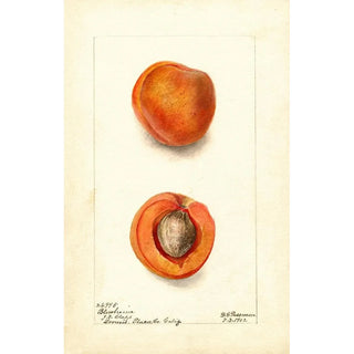 Deborah Griscom Passmore - Prunus mume Blenheim.webp