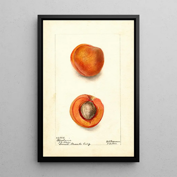 Prunus mume Blenheim - Deborah Griscom Passmore — oprawiony obraz na ścianie