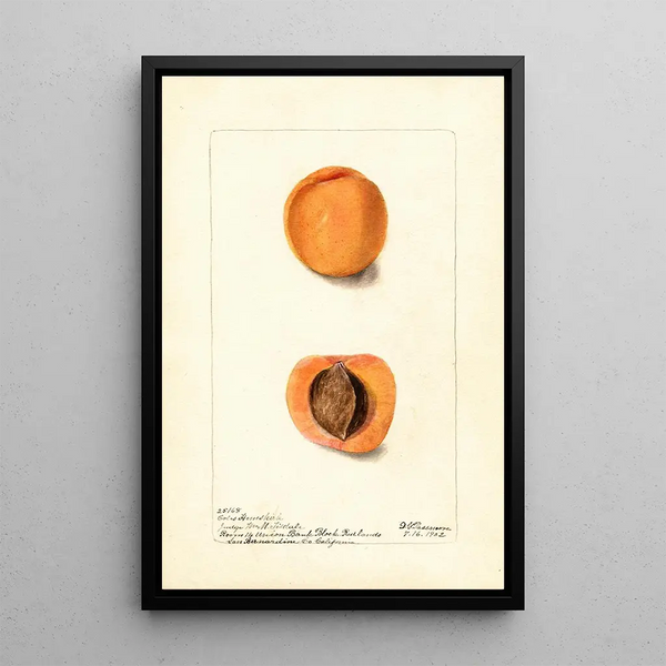 Reprodukcja obrazu Prunus mume Coles Hemskirk - Deborah Griscom Passmore