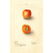 Reprodukcja obrazu Prunus mume Royal - Deborah Griscom Passmore