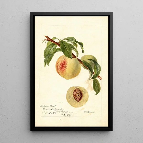 Reprodukcja obrazu Prunus persica chińska - Deborah Griscom Passmore
