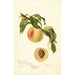 Reprodukcja obrazu Prunus persica chińska - Deborah Griscom Passmore