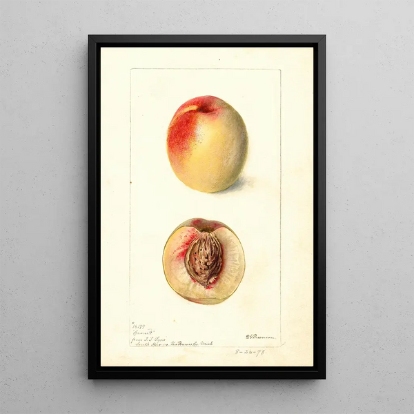 Prunus persica Connett - Deborah Griscom Passmore — oprawiony obraz na ścianie